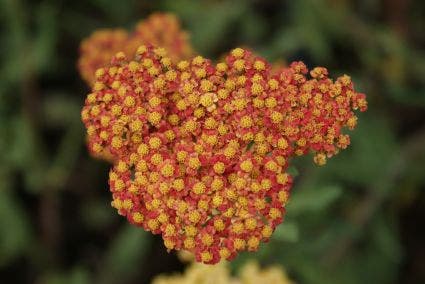 Duizendblad (Achillea millefolium 'Walther Funcke')