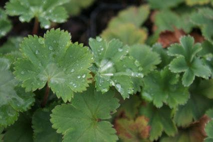 Vrouwenmantel (Alchemilla erythropoda)