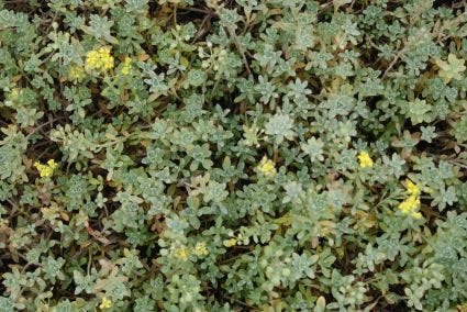 Schildzaad (Alyssum montanum)