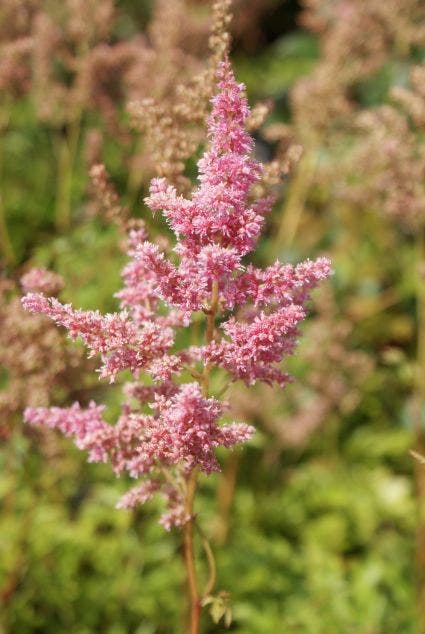 Spirea (Astilbe 'Rheinland')