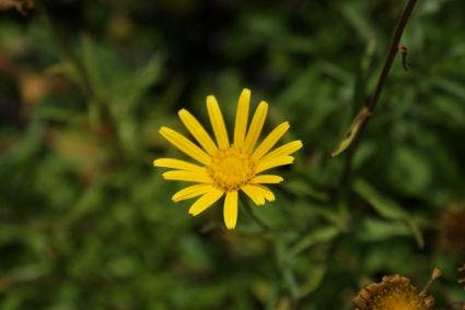 Koeienoog (Buphthalmum salicifolium)