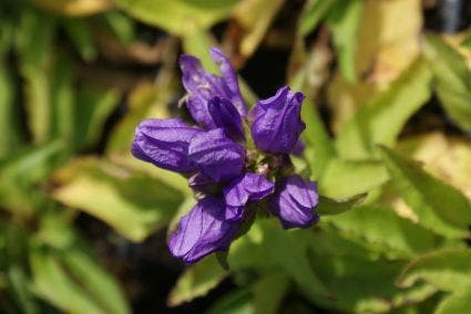 Kluwenklokje (Campanula glomerata 'Superba')