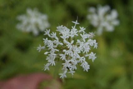 Witte Valeriaan (Centranthus ruber 'Albus')