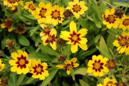 Meisjesogen (Coreopsis lanceolata 'Baby Gold')