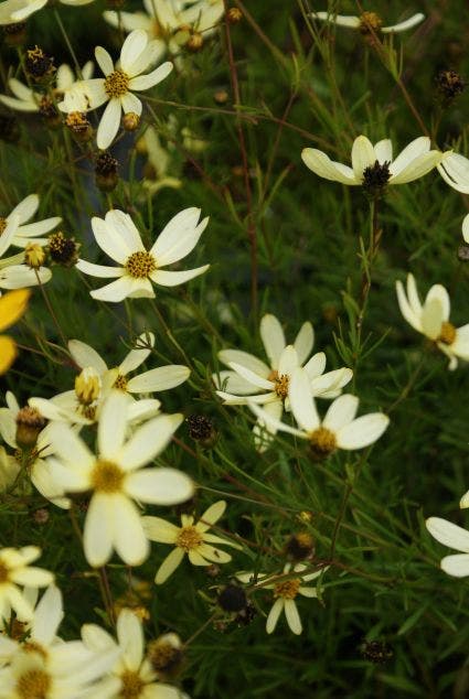 Meisjesogen (Coreopsis verticillata 'Moonbeam')