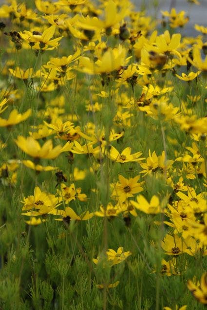 Meisjesogen (Coreopsis verticillata)