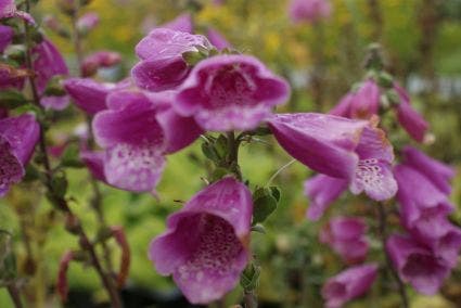 Vingerhoedskruid (Digitalis purpurea)