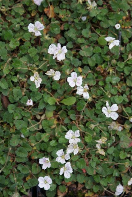 Reigersbek (Erodium reichardii 'Album')