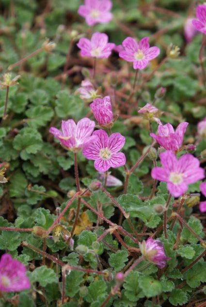 Reigersbek (Erodium variabile 'Bishop's Form')