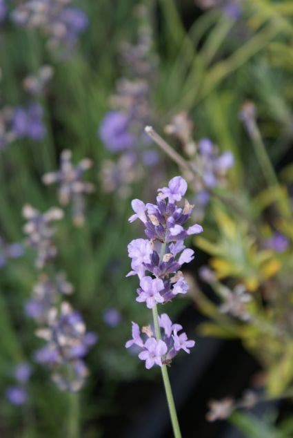 Lavendel (Lavandula angustifolia 'Munstead')