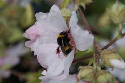 Struikmalva (Lavatera 'Barnsley')