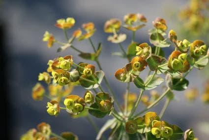 Wolfsmelk (Euphorbia characias 'Forescate')