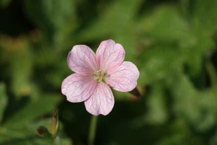 Ooievaarsbek (Geranium endressii 'Wargrave Pink')