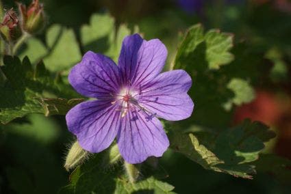 Ooievaarsbek (Geranium magnificum)