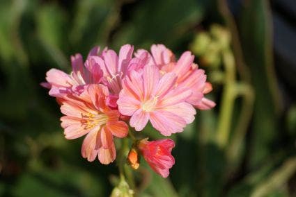 Bitterkruid (Lewisia 'Sunset Hybrids')