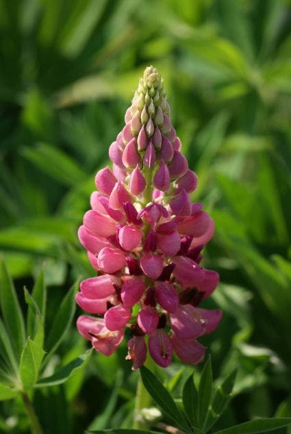 Lupine (Lupinus 'Gallery Pink')