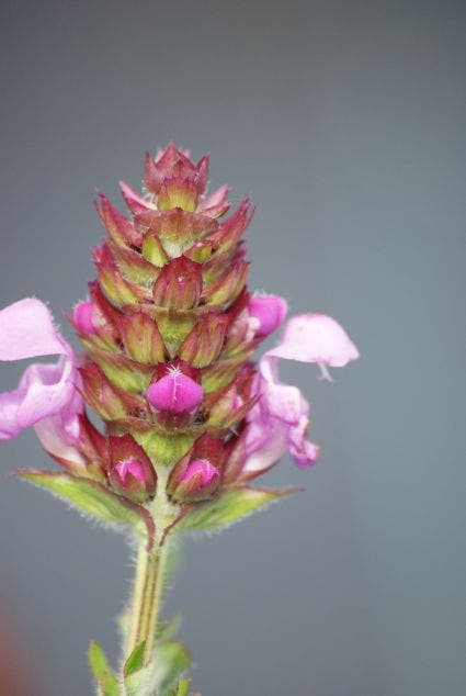 Brunella/brunel/bijenkorfje (Prunella webbiana  'Rosea')