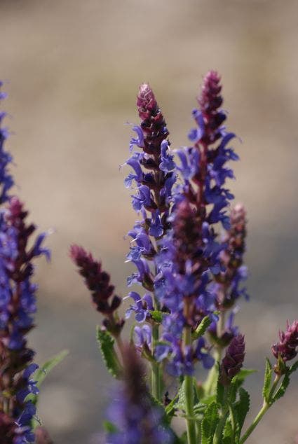 Salie (Salvia nemorosa 'Blauhugel')