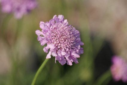 Duifkruid/schurftkruid (Scabiosa columbaria 'Pink Mist')