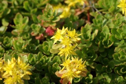 Vetkruid (Sedum hybridum 'Immergrünchen')