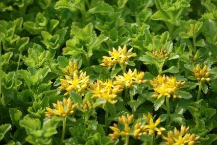 Vetkruid (Sedum kamtschaticum)