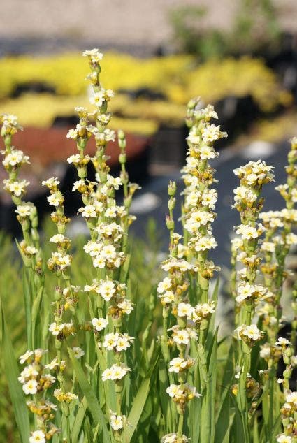 Bieslelie/blauwogengras (Sisyrinchium striatum)