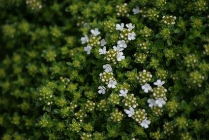 Kruipende tijm (Thymus praecox 'Albiflorus')