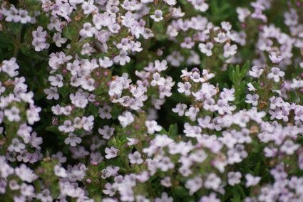 Echte tijm (Thymus vulgaris)