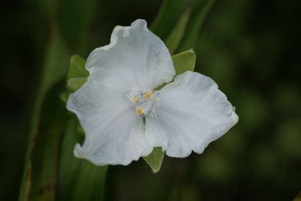 Eendagsbloem (Tradescantia 'Innocence')