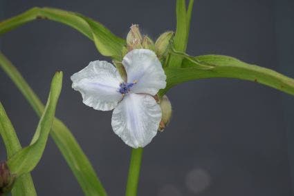 Eendagsbloem (Tradescantia 'Osprey')