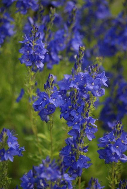 Ereprijs (Veronica austriaca 'Knallblau')