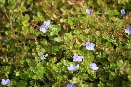 Draadereprijs (Veronica filiformis)