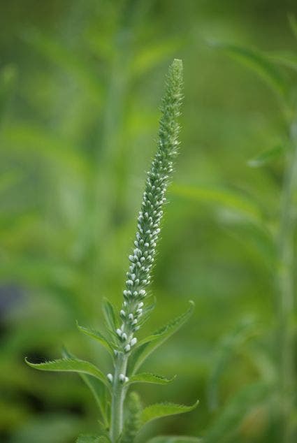 Langblad-ereprijs (Veronica longifolia 'Schneeriesin')