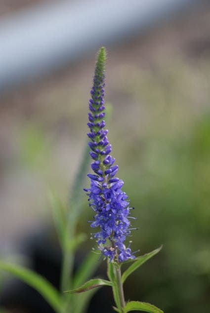 Ereprijs (Veronica spicata)