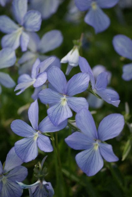 Viooltje (Viola 'Boughton Blue')