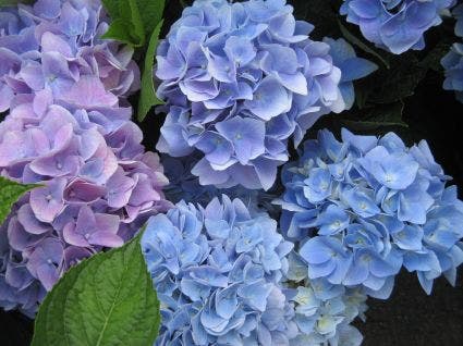 Hortensia (Hydrangea 'Endless Summer' blauw)