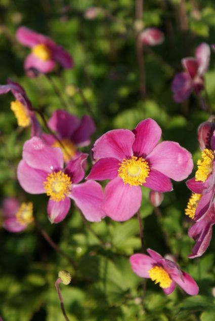 Japanse Anemoon (Anemone hupehensis 'Splendens')