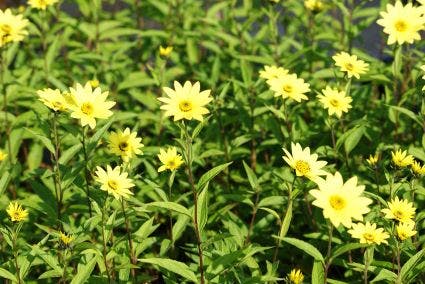 Meisjesogen (Coreopsis verticillata 'Zagreb')