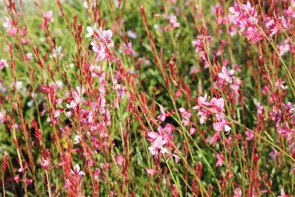 Lindheimer's kaars (Gaura lindheimeri 'Siskiyou Pink')