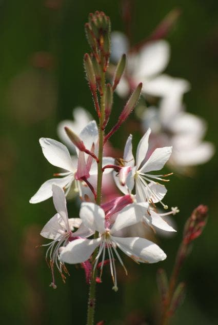 Lindheimer's kaars (Gaura lindheimeri 'Whirling Butterflies')