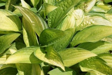 Funkia/Hartlelie (Hosta 'Gold Standard')