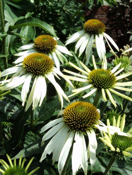 Zonnehoed (Echinacea purpurea 'Alba')