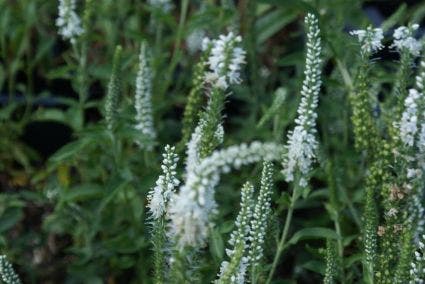 Virginische ereprijs (Veronicastrum virginicum 'Album')