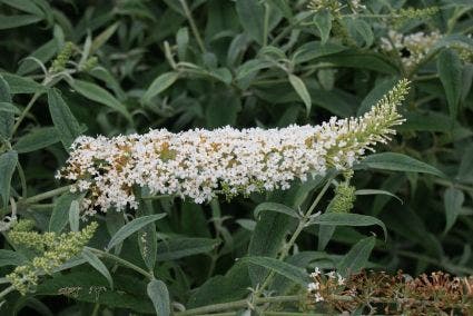 Vlinderstruik (Buddleja 'White Ball')