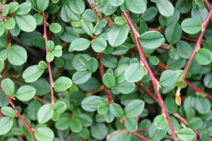 Dwergmispel (Cotoneaster procumbens 'Queen of Carpets')