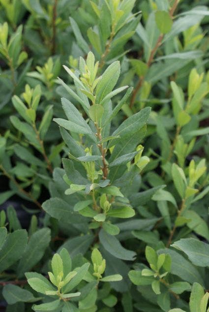 Gagel (Myrica gale)