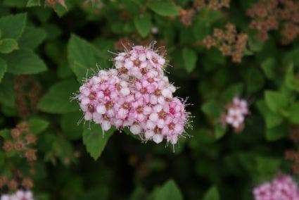 Spierstruik (Spiraea japonica 'Little Princess')