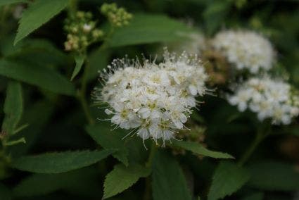 Spierstruik (Spiraea japonica 'Albiflora')