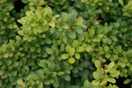 Zuurbes (Berberis thunbergii)