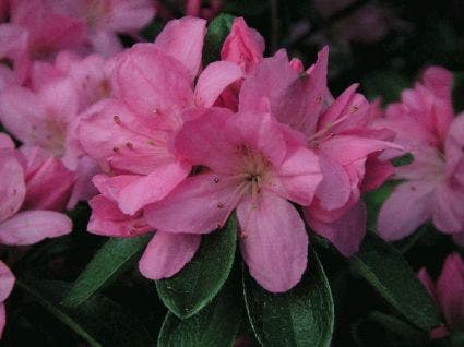 Japanse Azalea (Rhododendron 'Madame van Hecke')